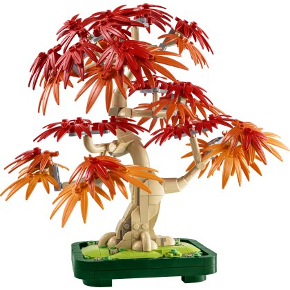 Japanese Red Maple Bonsai Tree Japanese Red Maple Bonsai Tree