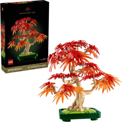 Japanese Red Maple Bonsai Tree Japanese Red Maple Bonsai Tree
