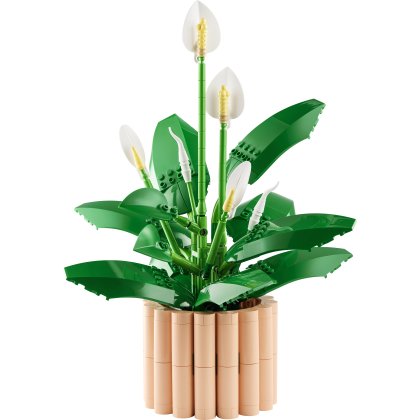 Peace Lily Peace Lily