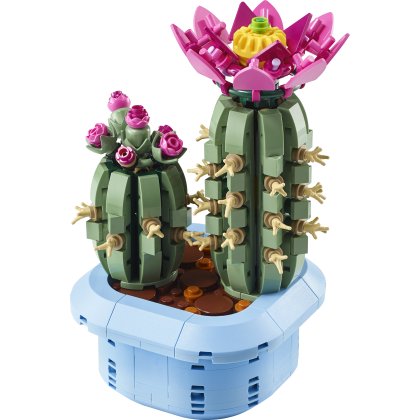 Flowering Cactus Flowering Cactus