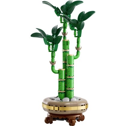 Lucky Bamboo Lucky Bamboo