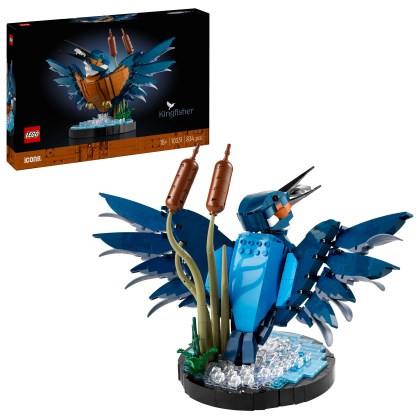 Kingfisher Bird Kingfisher Bird
