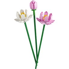 Lotus Flowers Lotus Flowers