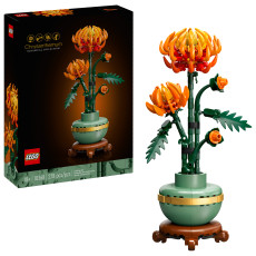 Chrysanthemum Chrysanthemum