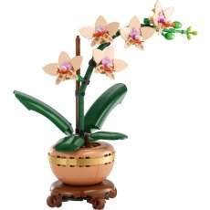 Mini Orchid Mini Orchid