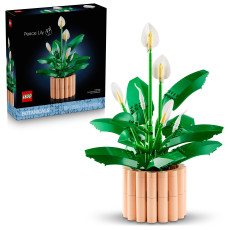 Peace Lily Peace Lily