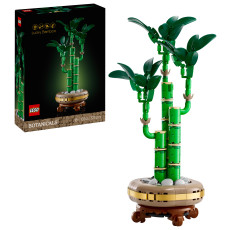 Lucky Bamboo Lucky Bamboo