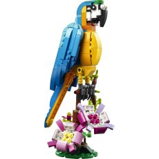 Exotic Parrot Exotic Parrot