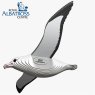 097 Royal Albatross 1 2025 08
