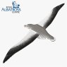 097 Royal Albatross 3 2025 08