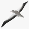 097 Royal Albatross 4 2025 08