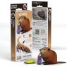 127 Beaver Packaging 2025 08