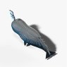 092 Sperm Whale 4 2025 08