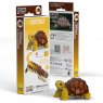 104 Tortoise Packaging 2025 08