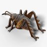 119 Giant Weta 4 2025 08